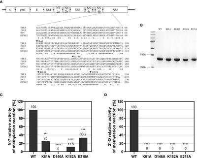 Methyltransferase-Deficient Avian Flaviviruses Are Attenuated Due to Suppression of Viral RNA Translation and Induction of a Higher Innate Immunity